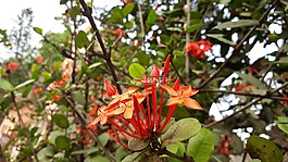 花,自然,紅色