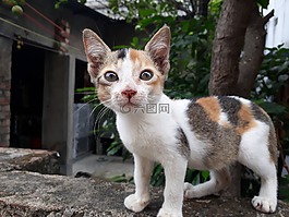貓,哺乳動(dòng)物,動(dòng)物