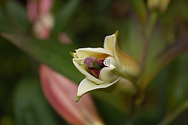 百合,開花,花園