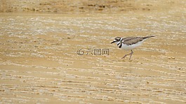鳥,黃石公園,國家