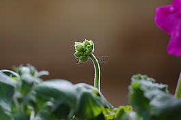 芽,天竺葵,植物區(qū)系