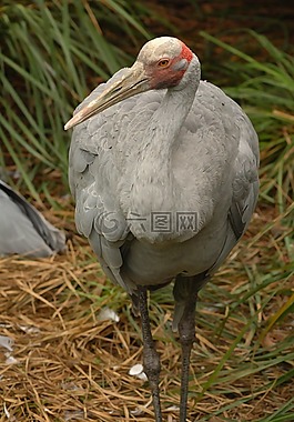 鶴,鳥(niǎo),自然