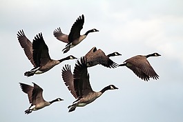 鳥,飛,動物