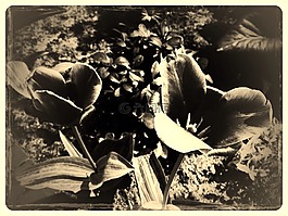 花,年份,老
