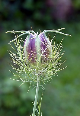在綠色的處女,鈴,samascena nigella