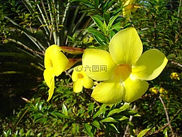 鮮花,黃色,巴西