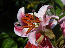花粉,雌蕊,開(kāi)花