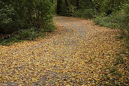 秋季,路,麻花