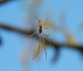 蜘蛛,昆蟲,宏
