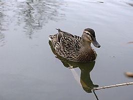 野鴨,鴨,池塘