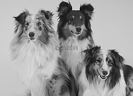 狗,設(shè)得蘭群島牧羊犬,肖像