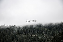 自然,景觀,樹