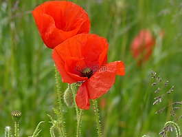 klatschmohn,红色,罂粟
