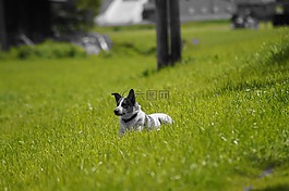 狗,草地,殷勤的狗