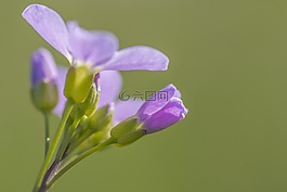 罩衫,花,性質(zhì)