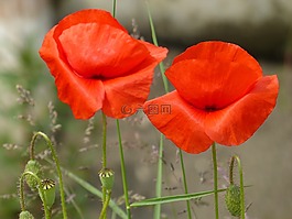 klatschmohn,紅色,罌粟