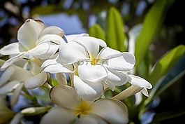 花,植物區(qū)系,自然