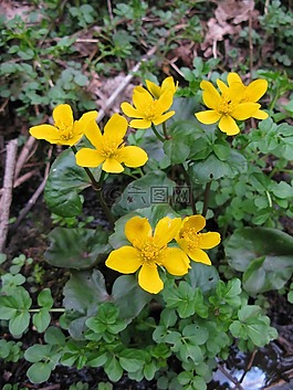 花,工廠,森林