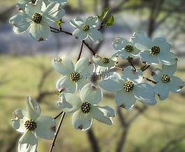 鮮花,山茱萸,春