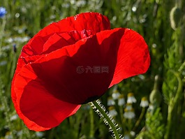 罌粟,紅色,紅罌粟