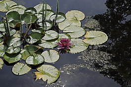 睡莲,水,池塘