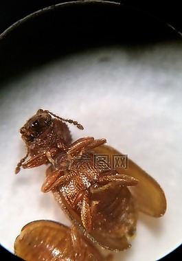 國外糧食甲蟲,甲蟲,鋸齒看起來很像