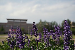 草地,薰衣草,校園