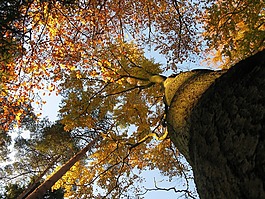 榉木,山毛榉森林,青冈