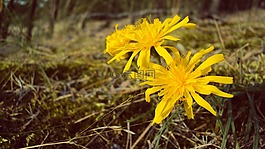 花,自然,黃色