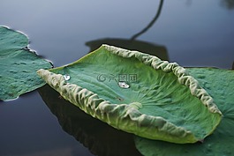 荷葉,水珠,湖面