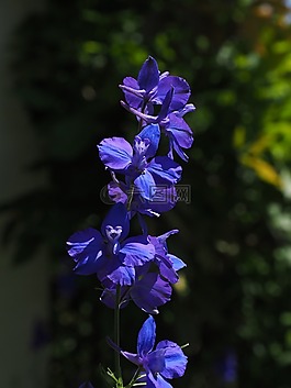 花,開花,藍(lán)色