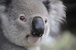 考拉,性質(zhì),動物