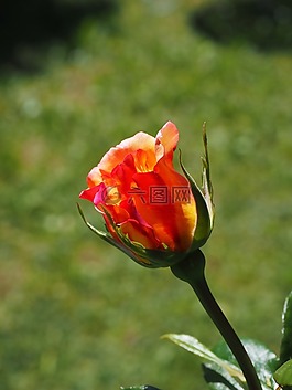 玫瑰,紅色,黃色