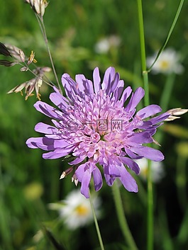 花,工廠,森林