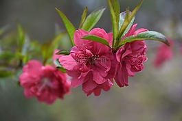 櫻桃花,美,野花