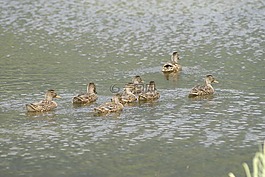 水牛,鳥,湖