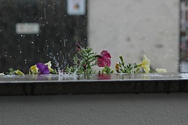 雨,鮮花,性質(zhì)