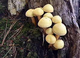 蘑菇,小,特寫