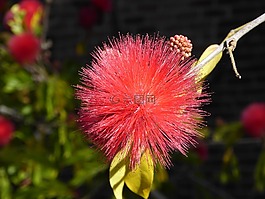 含羞草,shameplant,異國情調(diào)