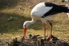 鸛,羽毛,鳥(niǎo)