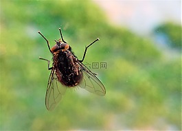 昆蟲,自然,戶外
