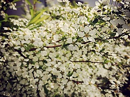 布什,鮮花,白