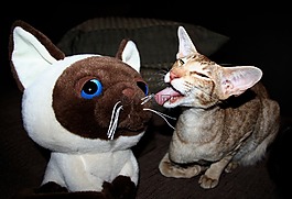 猫,猫的舌头,舌