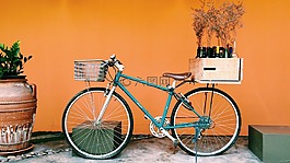 自行車,審美,植物