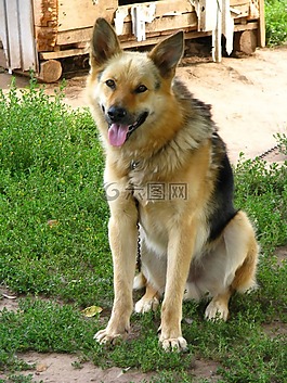 狗,保護(hù),動(dòng)物
