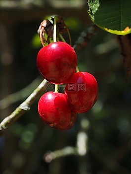 櫻桃,水果,紅色