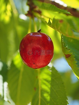 櫻桃,水果,紅色