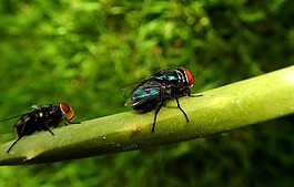 飛,錯(cuò)誤,昆蟲