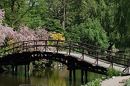 木橋,花園,水