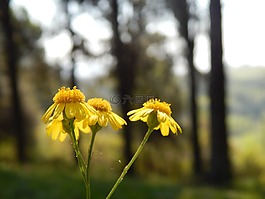 鮮花,黃色,詳細(xì)
